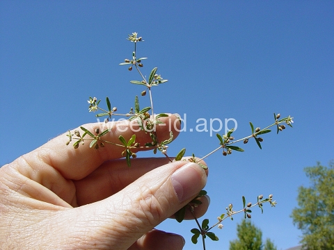 carpetweed